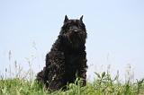 BOUVIER DES FLANDRES 447